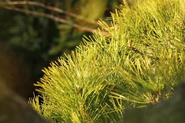 Photo close-up of fresh green plant