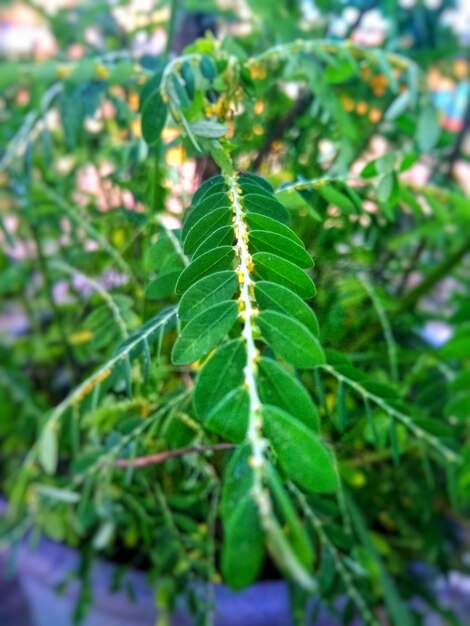 Close-up of fresh green plant