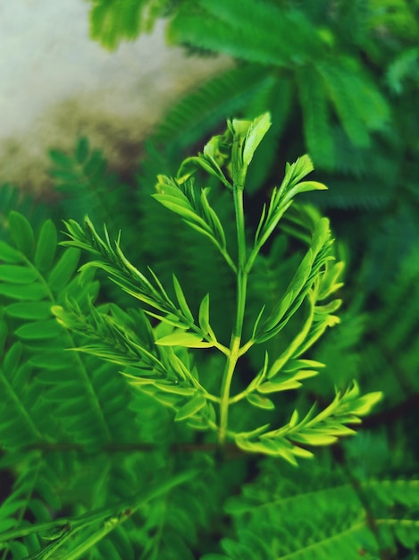 Foto prossimo piano di una pianta verde fresca