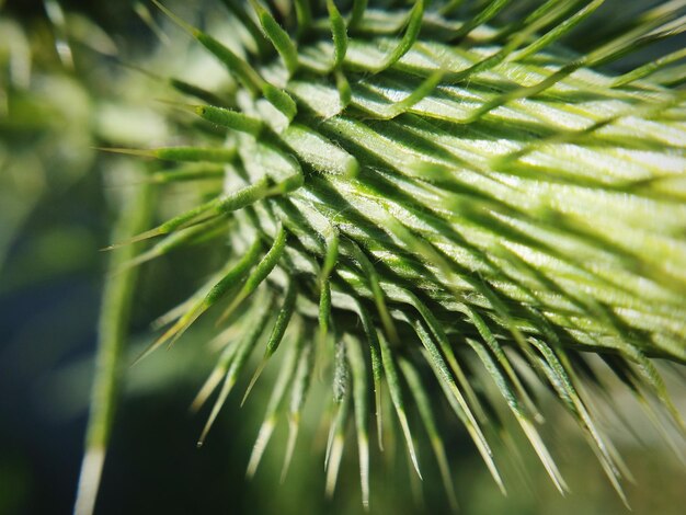 Foto prossimo piano di una pianta verde fresca