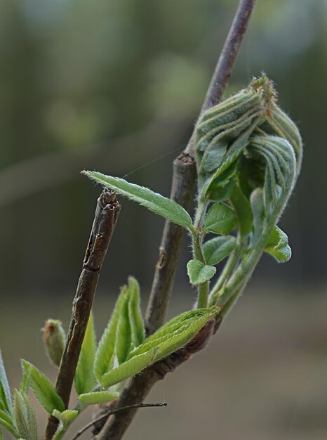 Foto prossimo piano di una pianta verde fresca