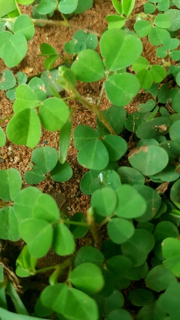 Close-up of fresh green plant