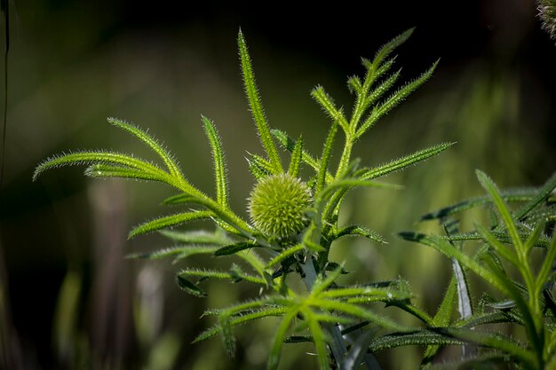 Foto prossimo piano di una pianta verde fresca