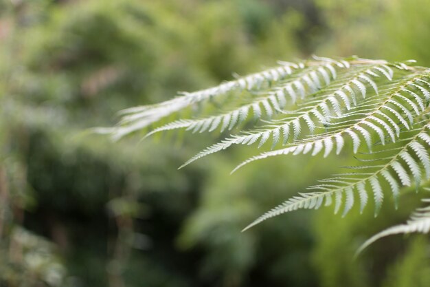 Close-up of fresh green plant