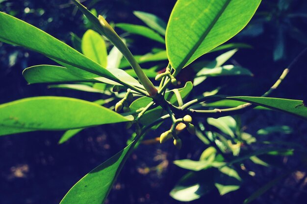 Close-up of fresh green plant