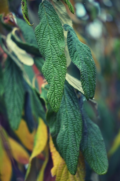 Photo close-up of fresh green plant