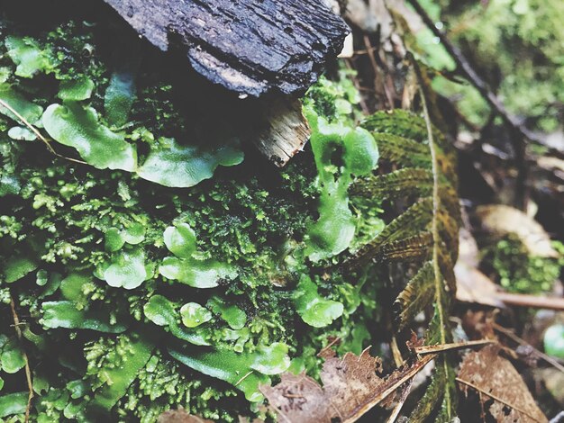 Close-up of fresh green plant