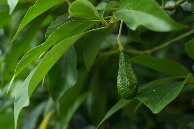 Foto prossimo piano di una pianta verde fresca