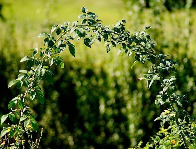 Close-up of fresh green plant