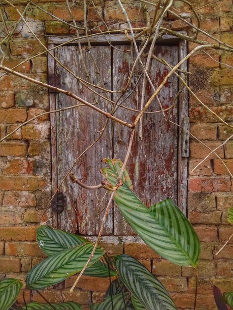 Close-up of fresh green plant