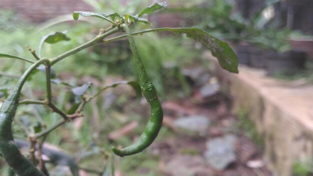 Close-up of fresh green plant