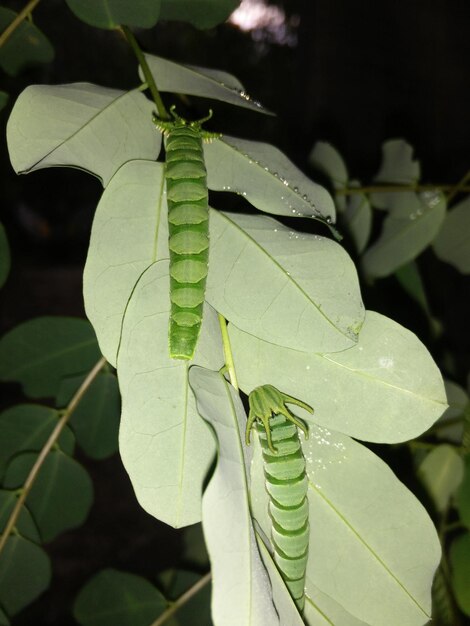 Close-up of fresh green plant