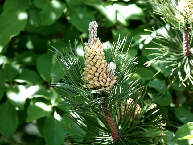 Close-up of fresh green plant