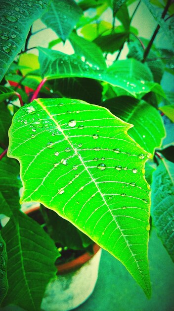 Close-up of fresh green plant