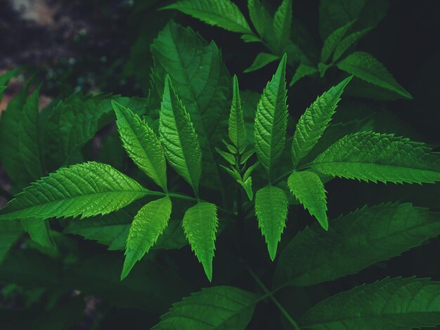 Close-up of fresh green plant