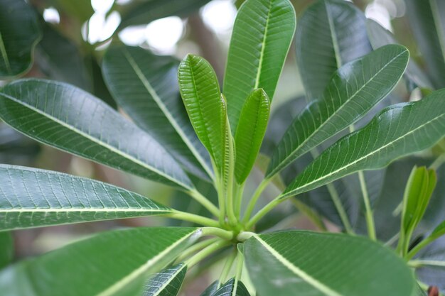 Foto prossimo piano di una pianta verde fresca