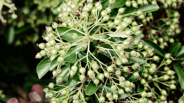 Photo close-up of fresh green plant