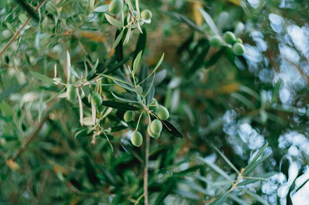 Foto prossimo piano di una pianta verde fresca