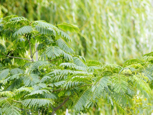 新鮮な緑の植物のクローズアップ