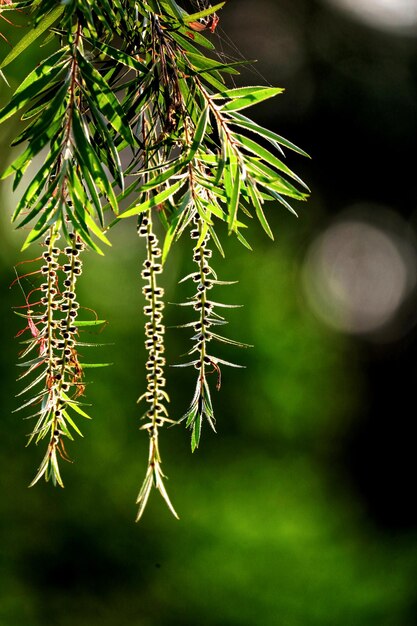 Photo close-up of fresh green plant