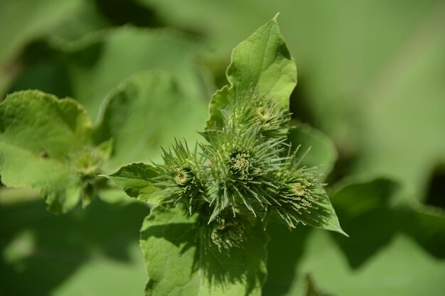 Photo close-up of fresh green plant