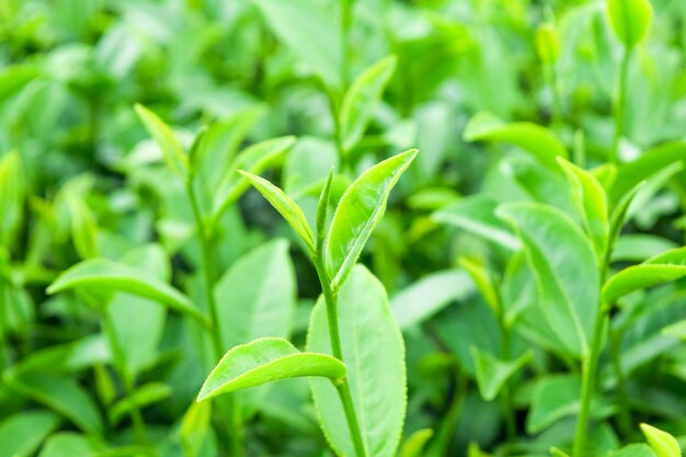 Photo close-up of fresh green plant