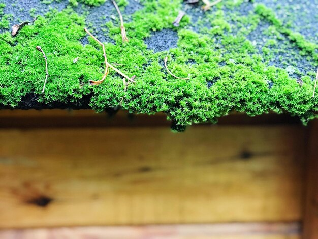 Close-up of fresh green plant