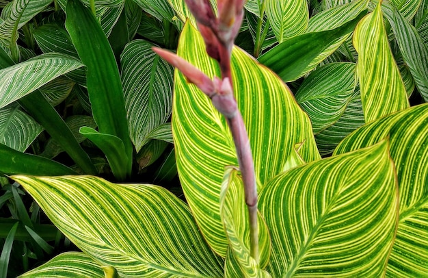 Photo close-up of fresh green plant