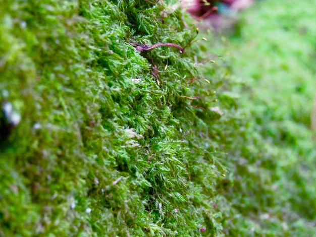 Foto prossimo piano di una pianta verde fresca