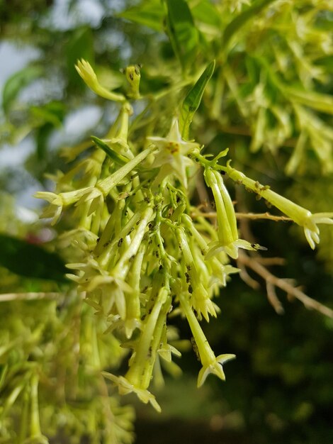 Foto prossimo piano di una pianta verde fresca