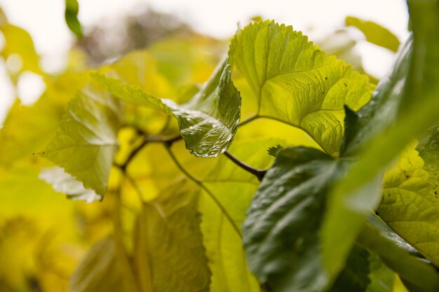 Photo close-up of fresh green plant