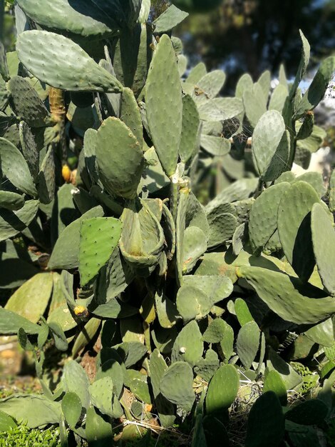 Close-up of fresh green plant