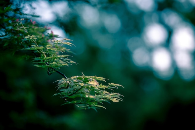 Photo close-up of fresh green plant