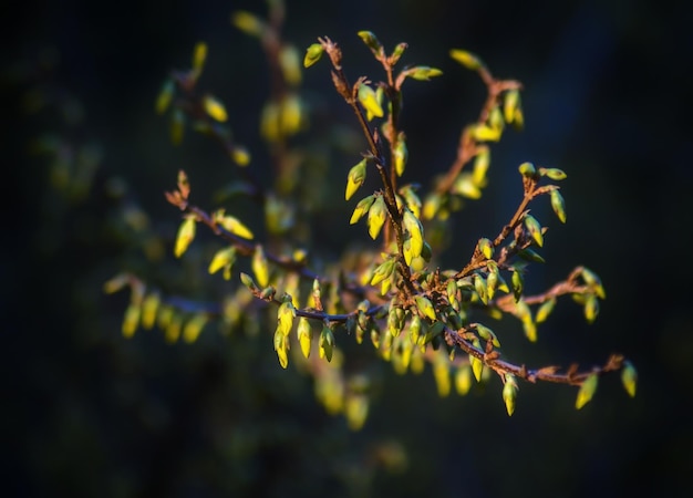 Close-up of fresh green plant