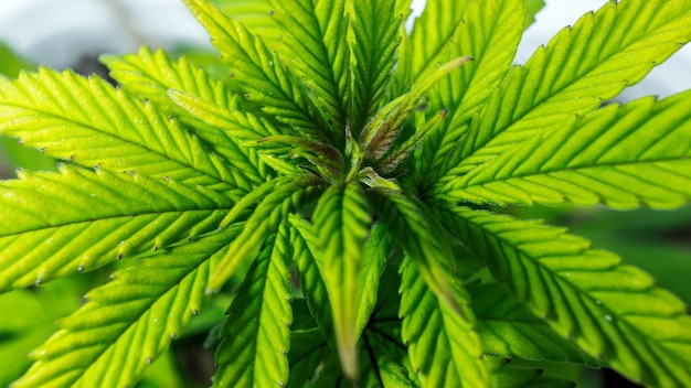 Close-up of fresh green plant