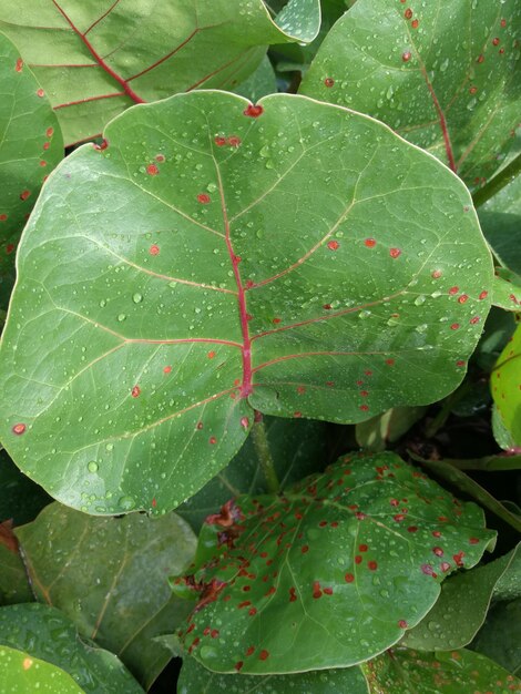 Photo close-up of fresh green plant