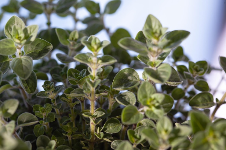 Photo close-up of fresh green plant