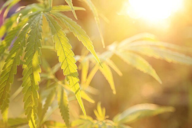 Photo close-up of fresh green plant