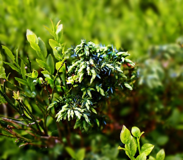 Photo close-up of fresh green plant