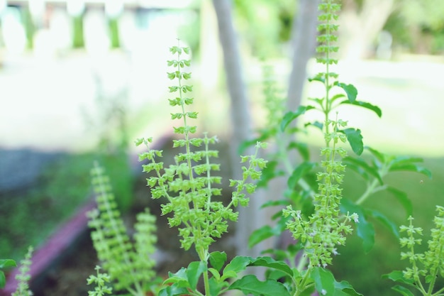 Close-up of fresh green plant