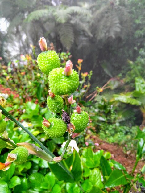 Close-up of fresh green plant