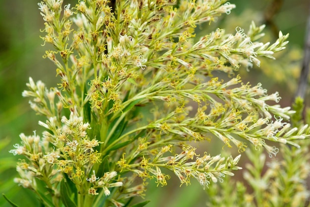 Photo close-up of fresh green plant