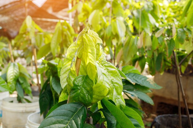 Photo close-up of fresh green plant