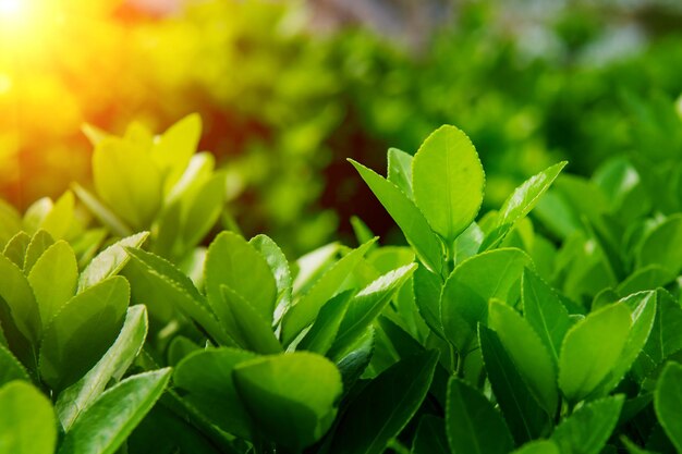 Close-up of fresh green plant