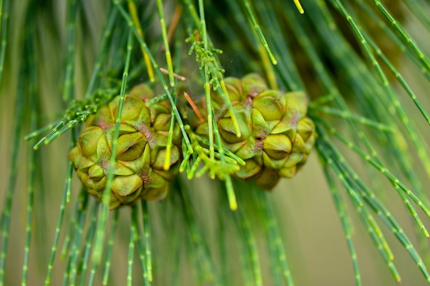 Close-up of fresh green plant