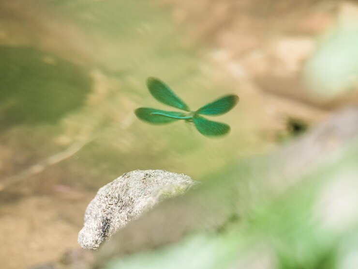 Photo 新鮮綠色植物的近距離拍攝