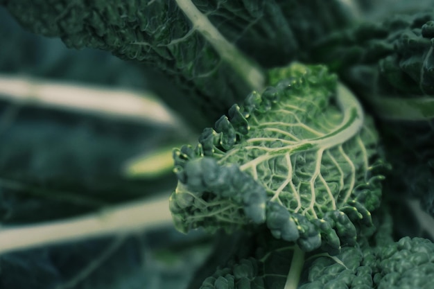 新鮮な緑の植物のクローズアップ