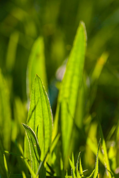 新鮮な緑の植物のクローズアップ