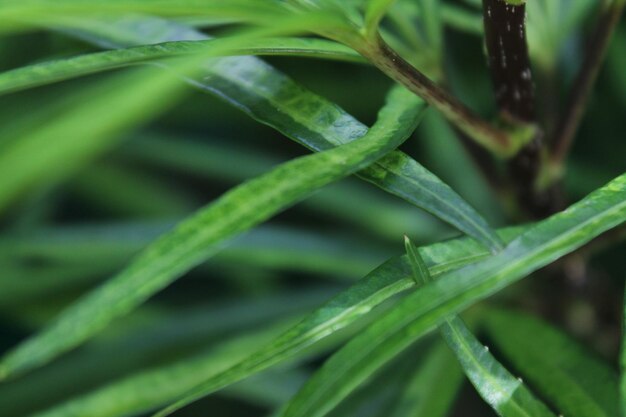 新鮮な緑の植物のクローズアップ