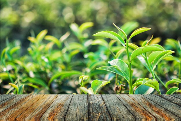 Photo close-up of fresh green plant